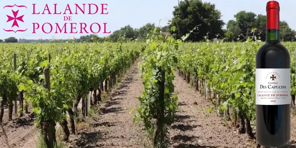 Vigne à lalande de pomerol du GFV des capucins
