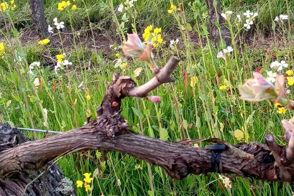 Bourgeons de vigne au printemps