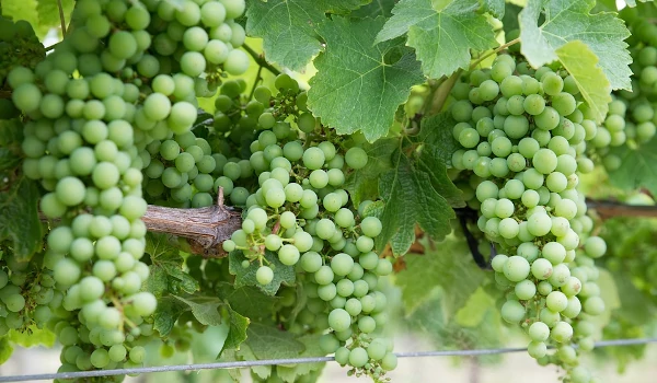 Cépage Chardonnay avant maturité