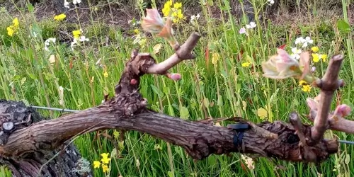 Le Terroir - Bourgeons cep de vigne fin mars