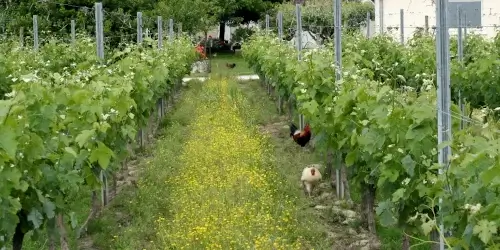 100% Bio - poules dans les vignes bio après semi