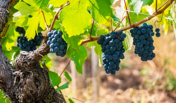 Grappes de pinot noir avant la récolte