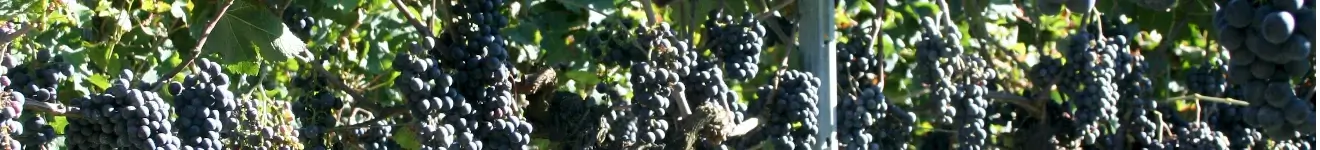 Raisins rouge sur nos vigne bio avant récolte