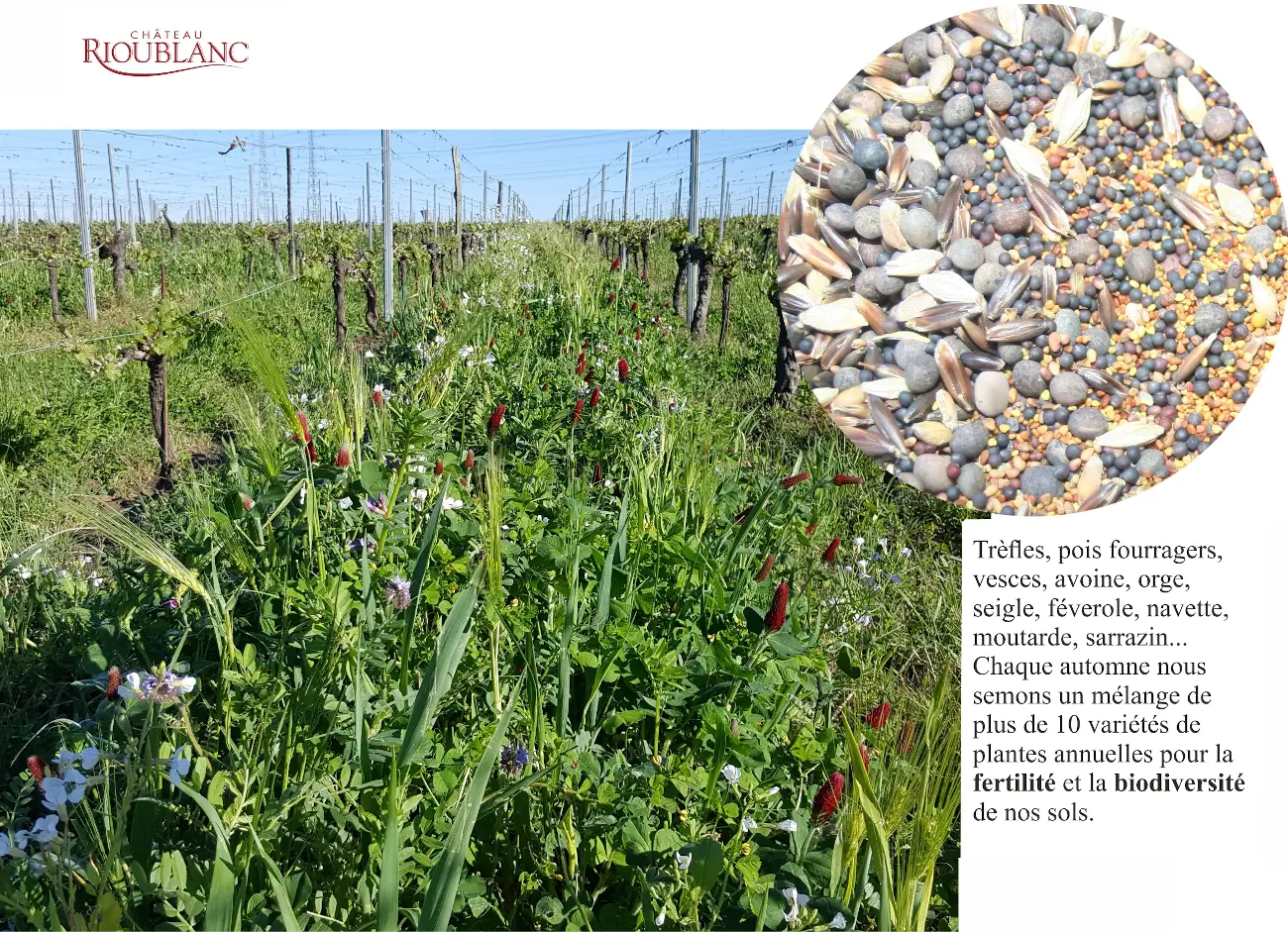 Vendanges manuelles des raisins blancs au Château Rioublanc