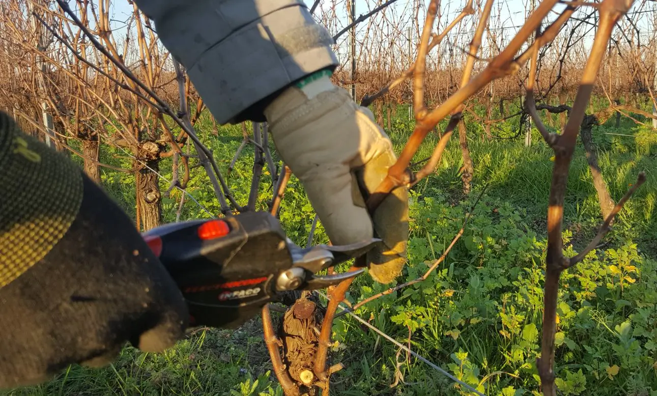 La taille de la vigne au chateau Rioublanc