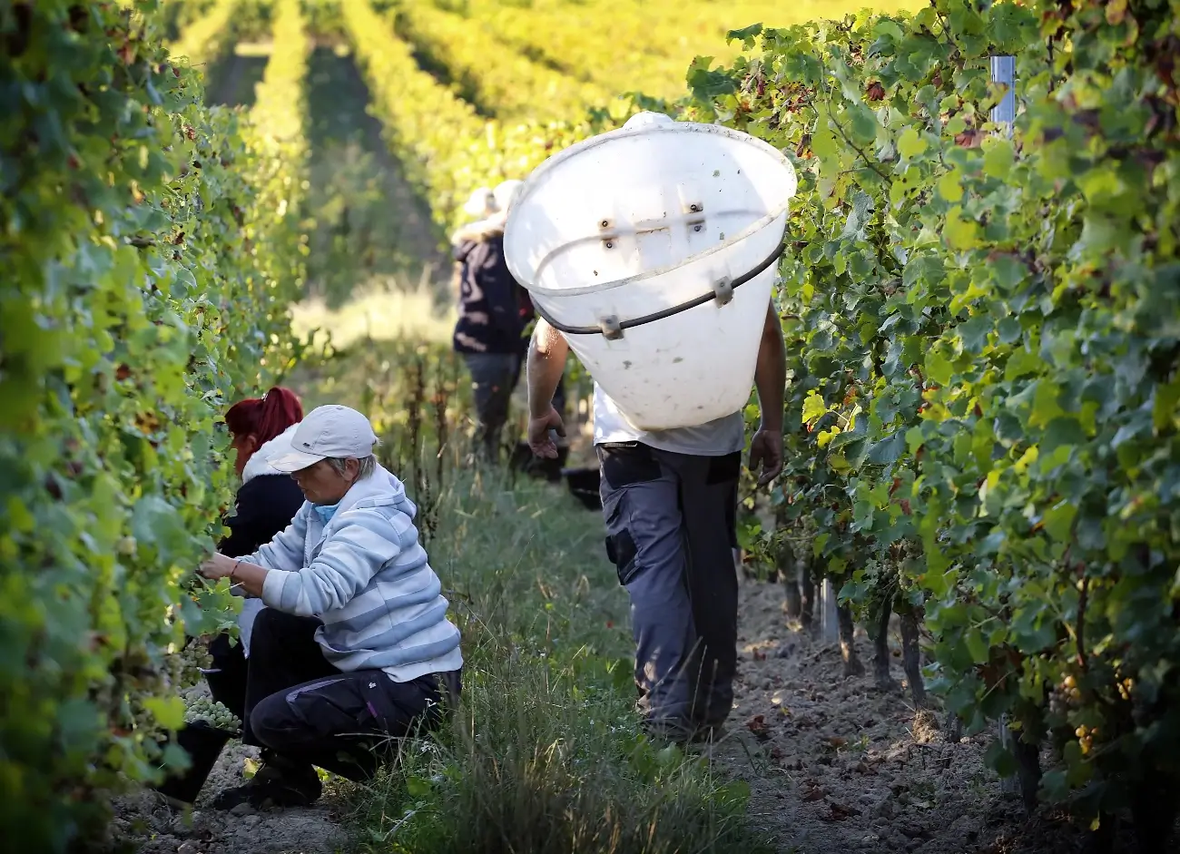 Vendanges manuelles des raisins blancs au Château Rioublanc