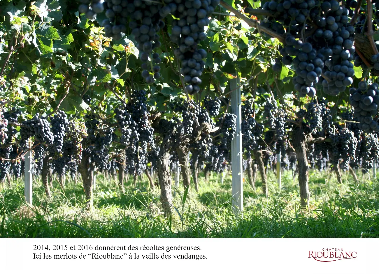 Vigne en Merlot à l'approche de la récolte 2014 au château Rioublanc