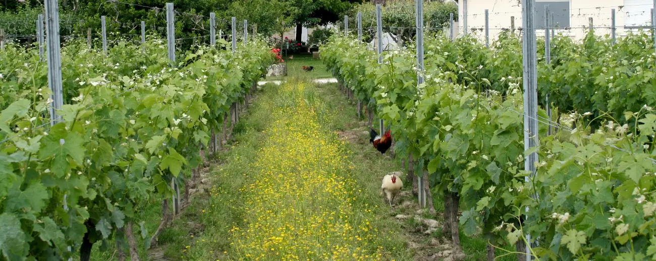 poules dans les vignes bio après semi